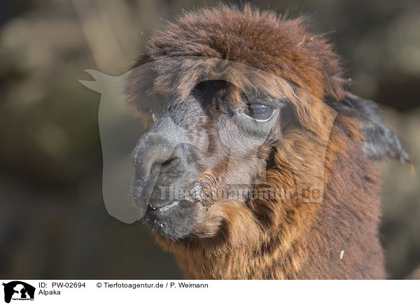 Alpaka / alpaca / PW-02694