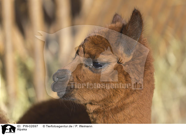 Alpaka / alpaca / PW-02697