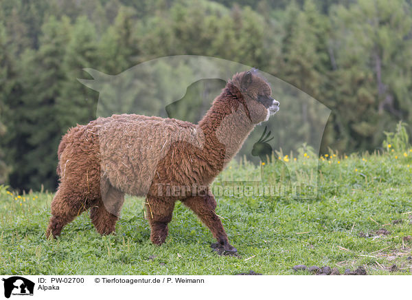 Alpaka / alpaca / PW-02700