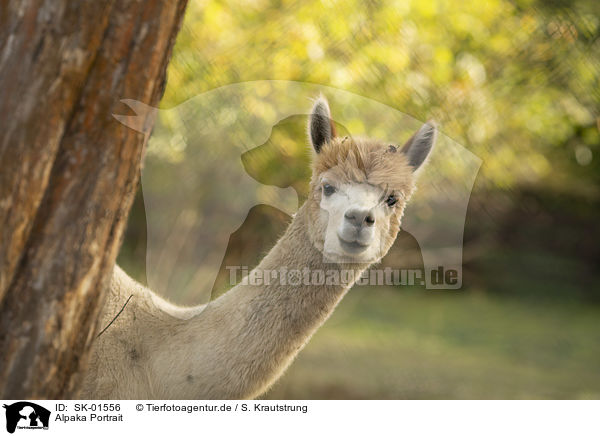 Alpaka Portrait / Alpaca portrait / SK-01556