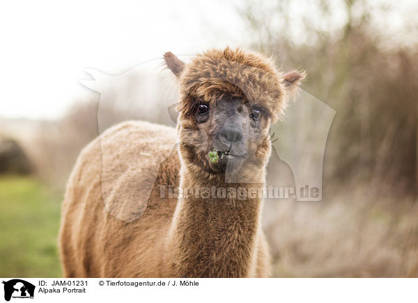 Alpaka Portrait / Alpaca portrait / JAM-01231