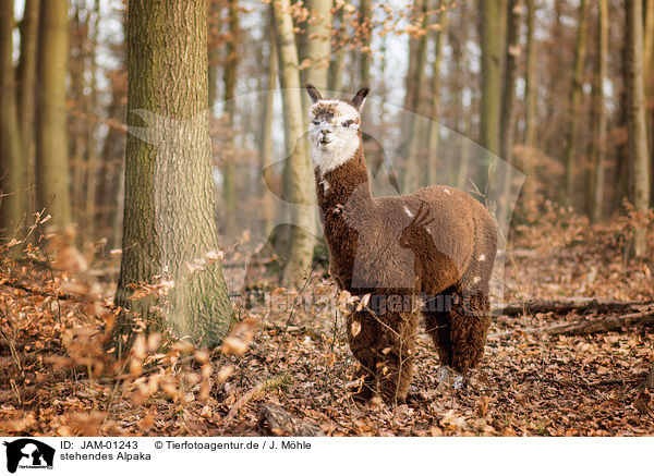 stehendes Alpaka / standing Alpaca / JAM-01243
