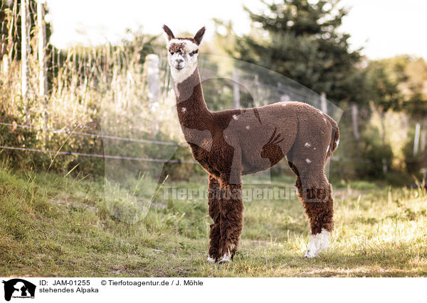 stehendes Alpaka / standing Alpaca / JAM-01255