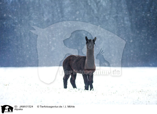 Alpaka / alpaca / JAM-01524
