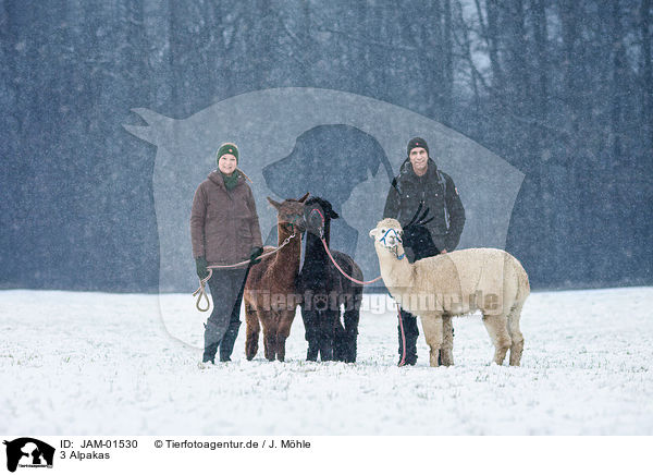 3 Alpakas / 3 alpacas / JAM-01530
