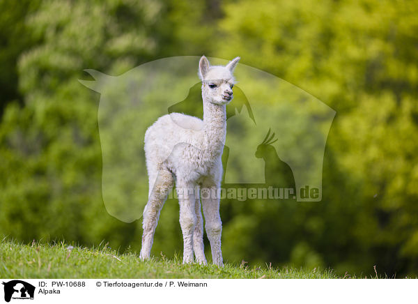 Alpaka / alpaca / PW-10688