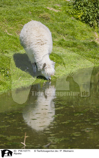 Alpaka / alpaca / PW-10771