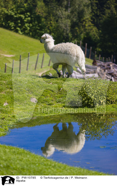 Alpaka / alpaca / PW-10785