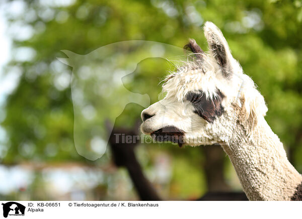 Alpaka / alpaca / KB-06651