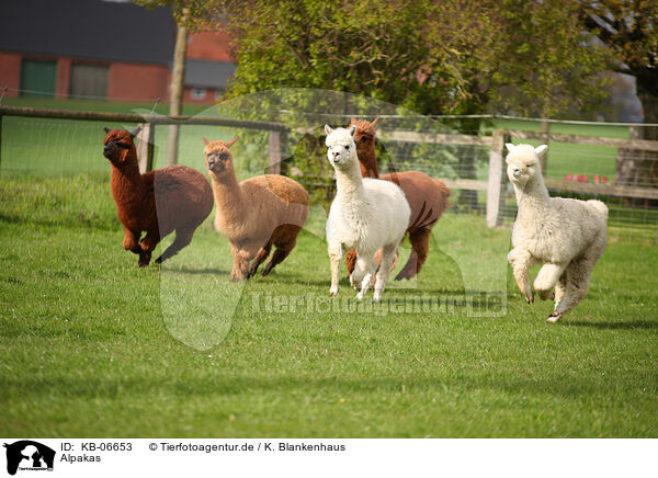 Alpakas / KB-06653