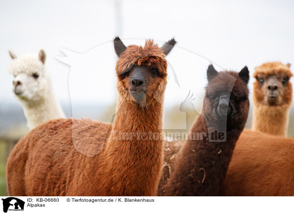 Alpakas / KB-06660