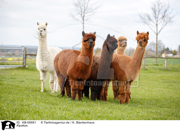 Alpakas / KB-06661
