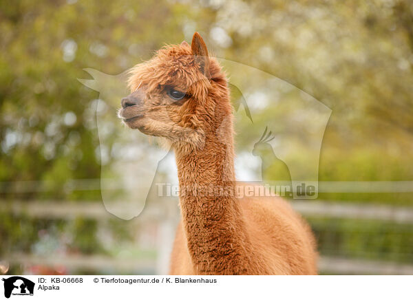 Alpaka / KB-06668