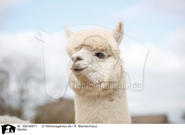 Alpaka / KB-06671
