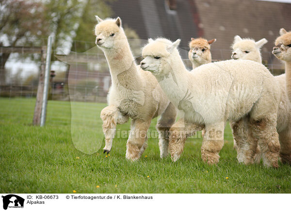 Alpakas / KB-06673