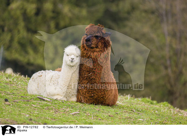 Alpaka / PW-12782