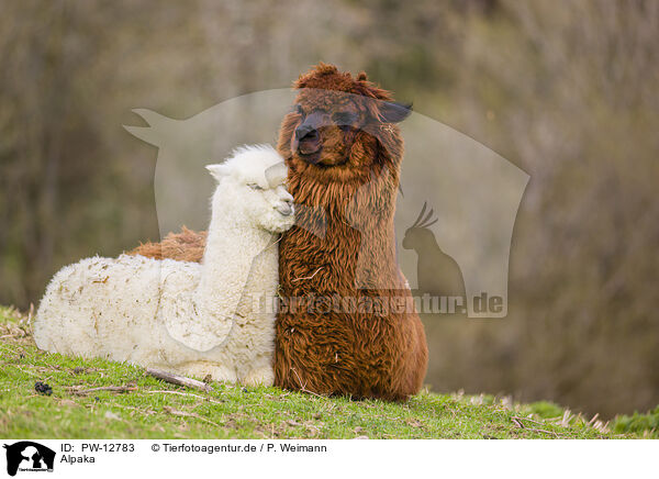 Alpaka / PW-12783
