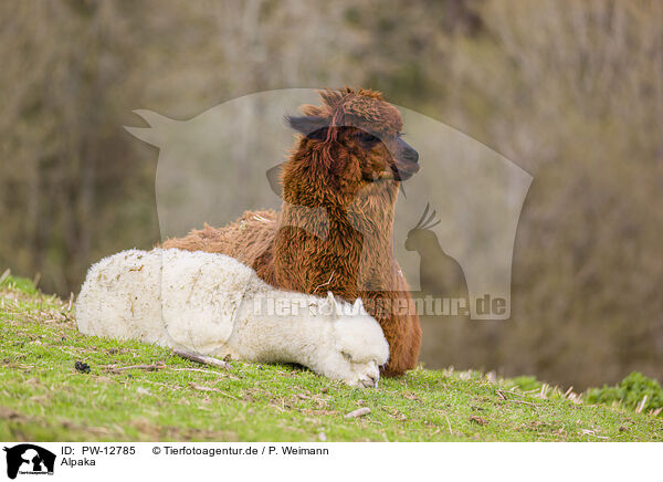 Alpaka / PW-12785