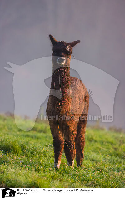 Alpaka / alpaca / PW-14535