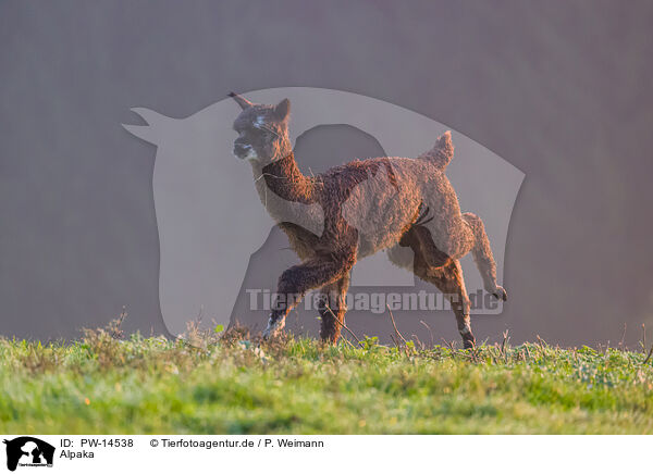 Alpaka / alpaca / PW-14538