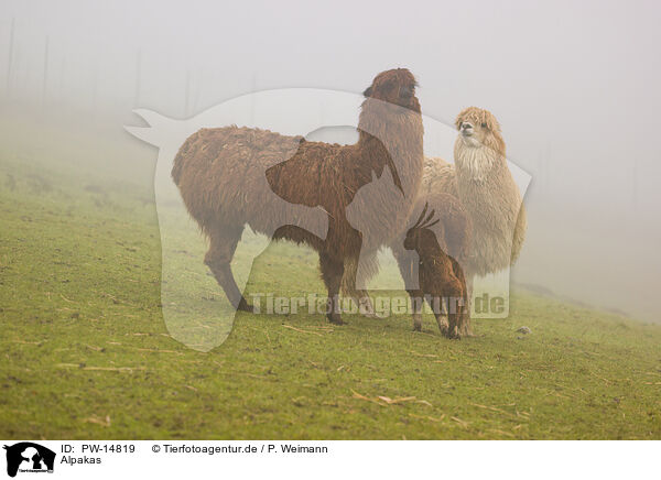 Alpakas / alpacas / PW-14819