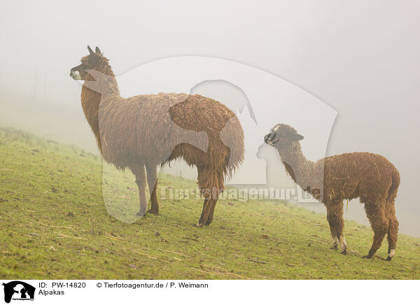 Alpakas / alpacas / PW-14820