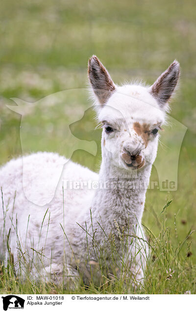 Alpaka Jungtier / young alpaca / MAW-01018