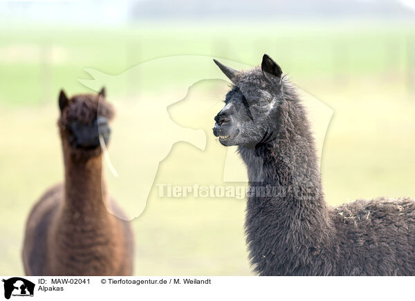 Alpakas / Alpacas / MAW-02041