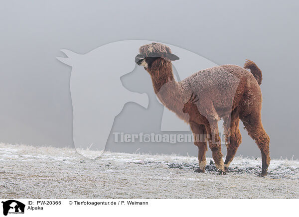 Alpaka / alpaca / PW-20365