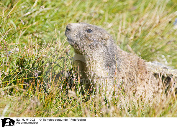 Alpenmurmeltier / Alpine marmot / HJ-01002