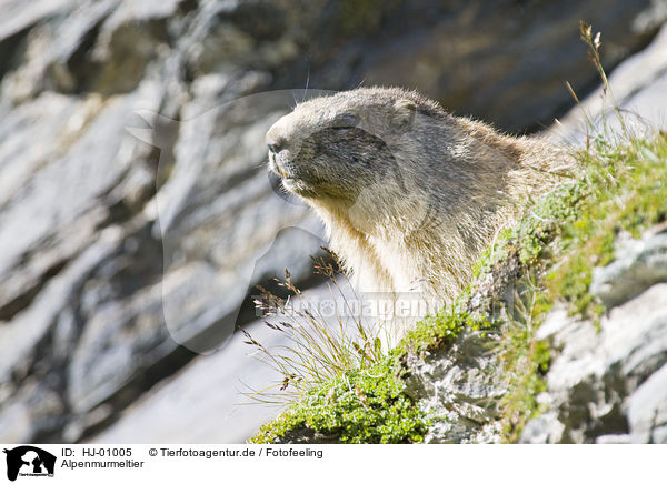 Alpenmurmeltier / Alpine marmot / HJ-01005