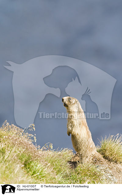 Alpenmurmeltier / Alpine marmot / HJ-01007