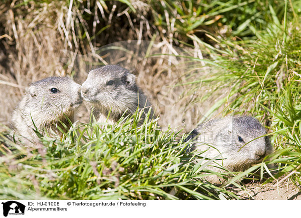 Alpenmurmeltiere / Alpine marmots / HJ-01008