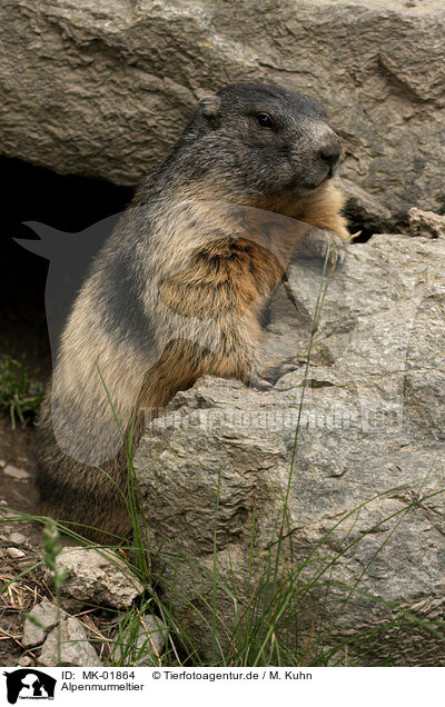 Alpenmurmeltier / Alpine marmot / MK-01864