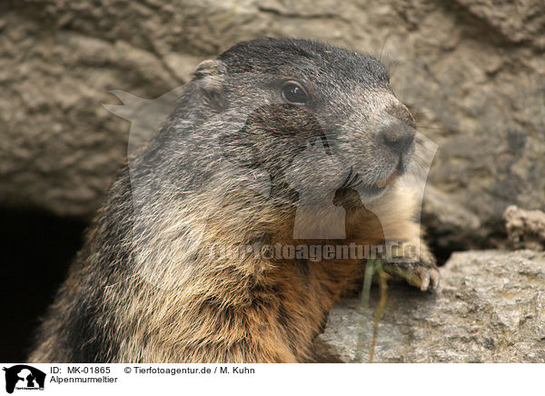 Alpenmurmeltier / Alpine marmot / MK-01865