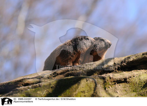 Alpenmurmeltiere / Alpine marmots / DMS-02467