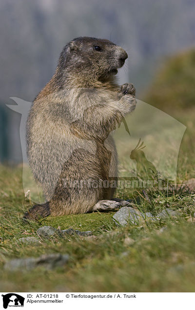 Alpenmurmeltier / Alpine marmot / AT-01218