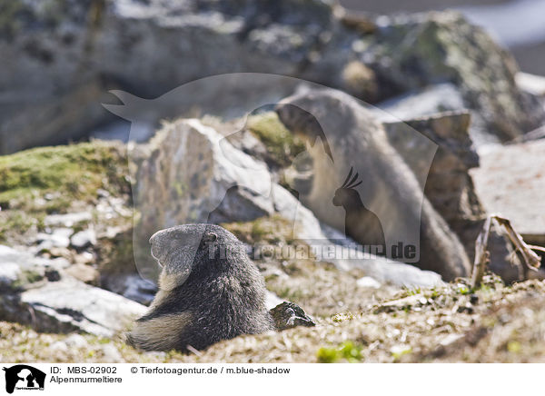 Alpenmurmeltiere / MBS-02902