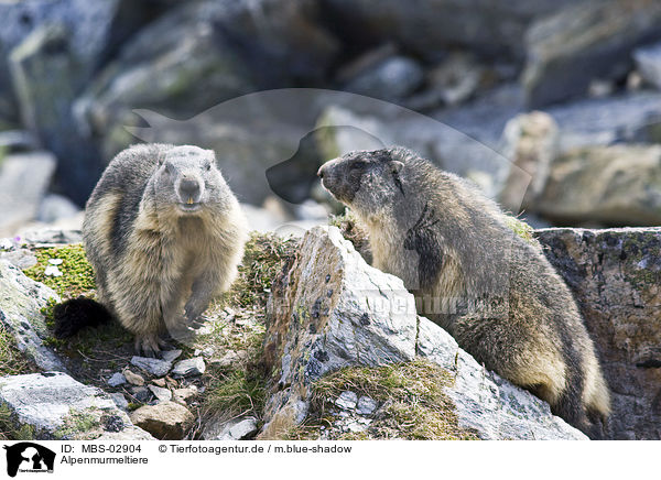 Alpenmurmeltiere / Alpine marmots / MBS-02904