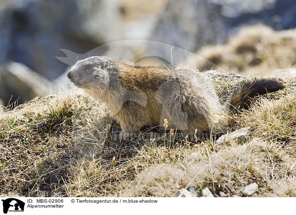 Alpenmurmeltier / Alpine marmot / MBS-02906