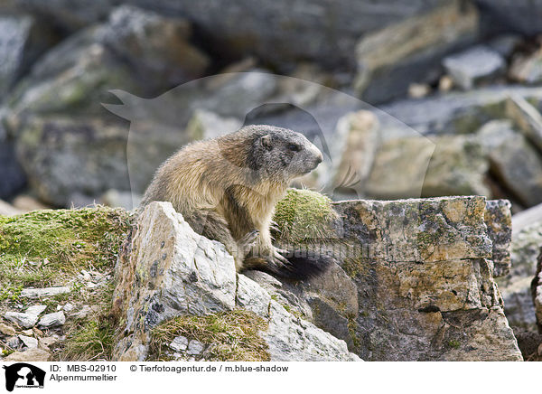 Alpenmurmeltier / Alpine marmot / MBS-02910