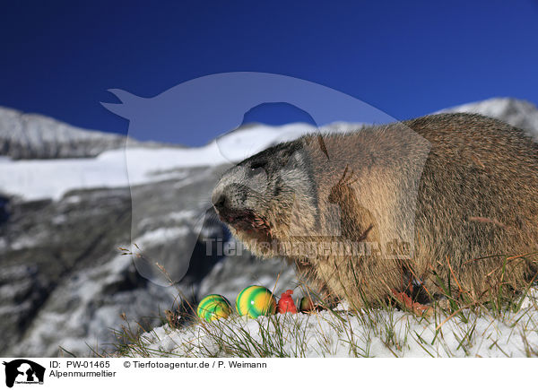 Alpenmurmeltier / Alpine marmot / PW-01465
