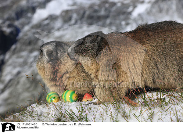 Alpenmurmeltier / Alpine marmot / PW-01466