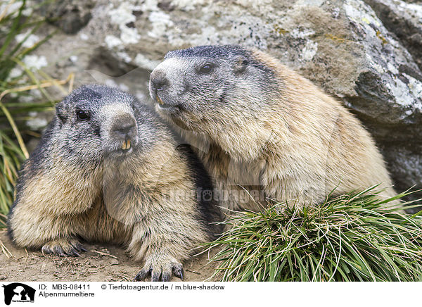 Alpenmurmeltiere / Alpine marmots / MBS-08411