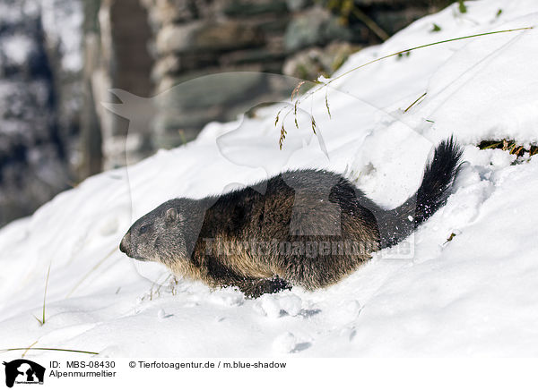Alpenmurmeltier / Alpine marmot / MBS-08430