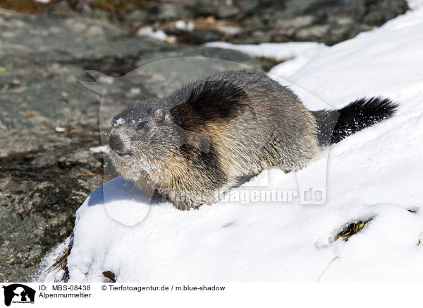 Alpenmurmeltier / Alpine marmot / MBS-08438
