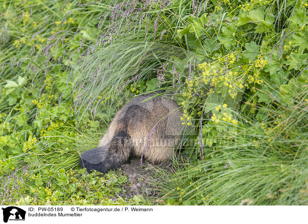buddelndes Murmeltier / burrow Marmot / PW-05189