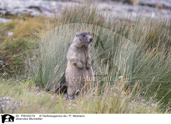 sitzendes Murmeltier / sitting Marmot / PW-05216