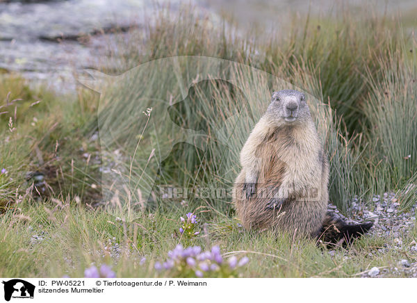 sitzendes Murmeltier / sitting Marmot / PW-05221