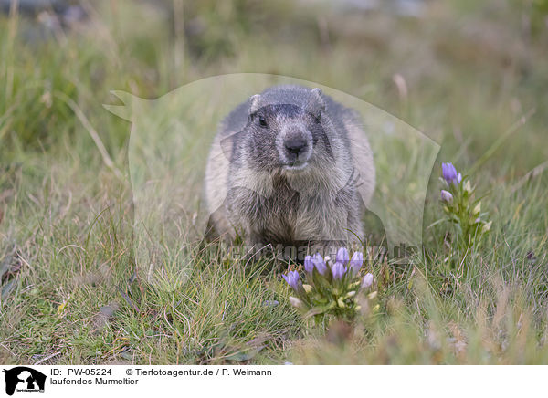 laufendes Murmeltier / walking Marmot / PW-05224